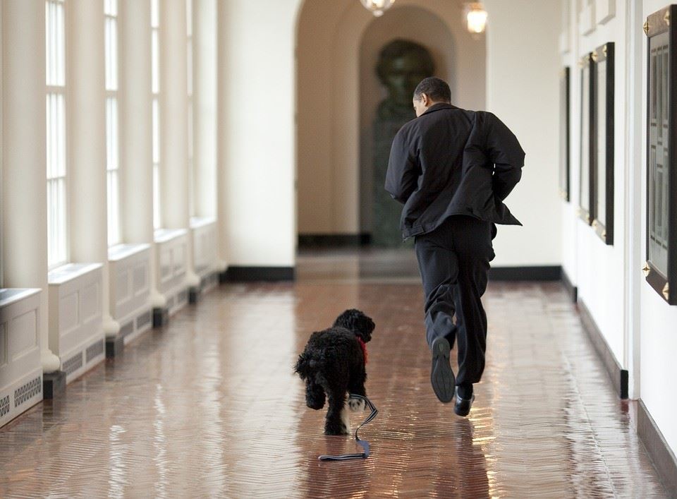 4 Ways Pets Can Help Reduce Your Risk of Heart Disease - 14 1554500385
