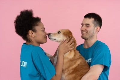 Students Save Dogs! How Does the Student Movement Help Abandoned Animals? - students help pets 1652693007