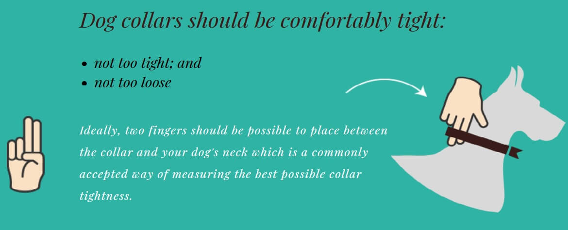 How Tight Should a Dog Collar Be? - how tight should a dog collar be1