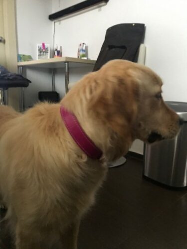 Pink Dog Collar Rosio photo review