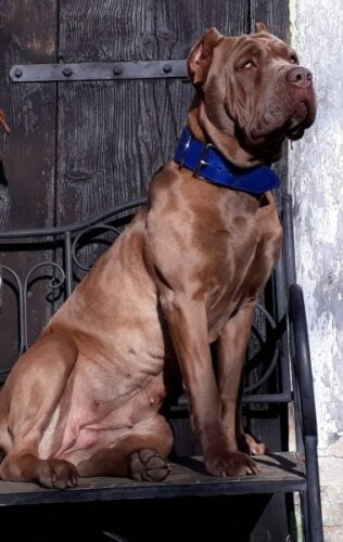 Oceanic Blue Dog Collar photo review