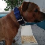Oceanic Blue Dog Collar photo review