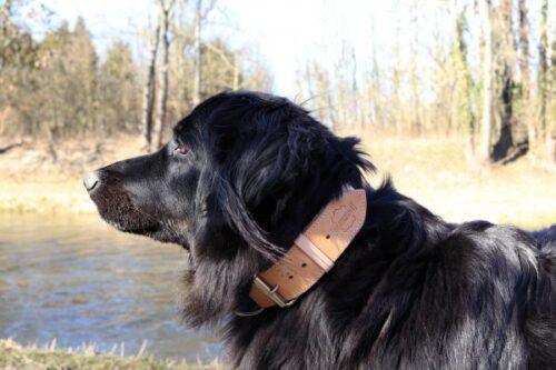 Natural Leather Dog Collar Luce photo review