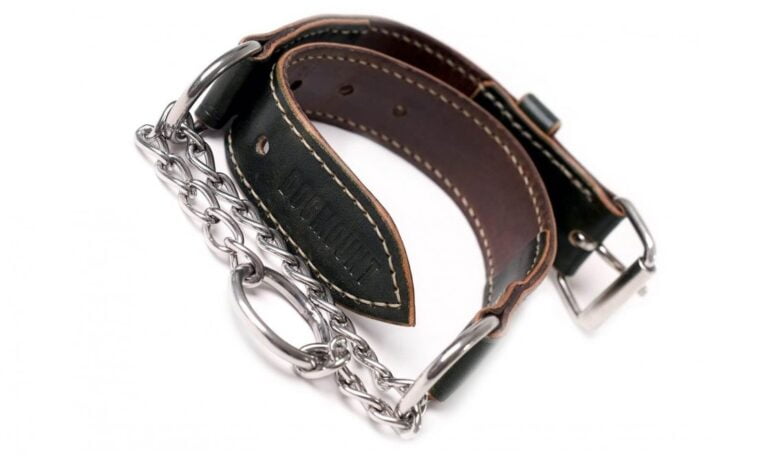 Martingale Dog Collar