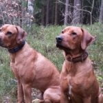 Leather Dog Collar Giarone photo review