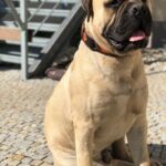 Classic Collar For Dogs Maronero photo review