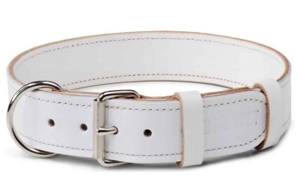 white dog collar
