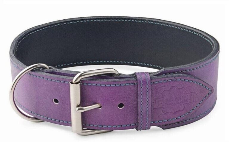 Extra Wide Dog Collar & Violet Dog Collar