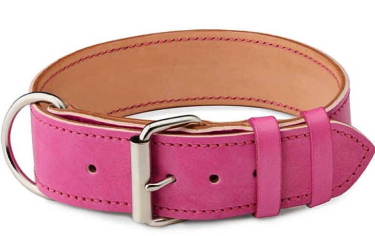 Pink Dog Collar Rosio