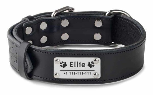Dog Collar With Name And Phone Number