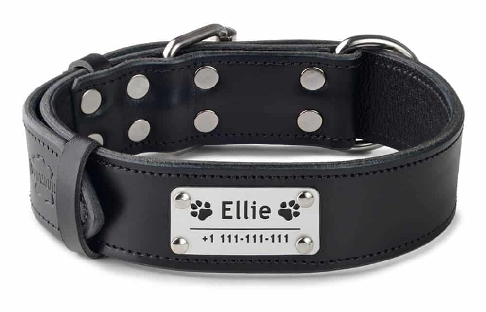 Dog Collar With Name And Phone Number