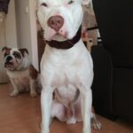 Thick Dog Collar For Large Dogs and Giant Breeds photo review