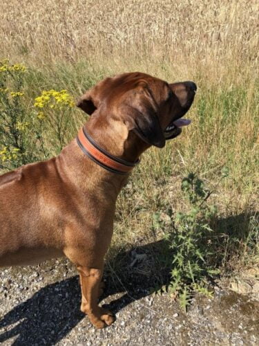 Classic Collar For Dogs Maronero photo review