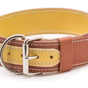 yellow light brown dog collar