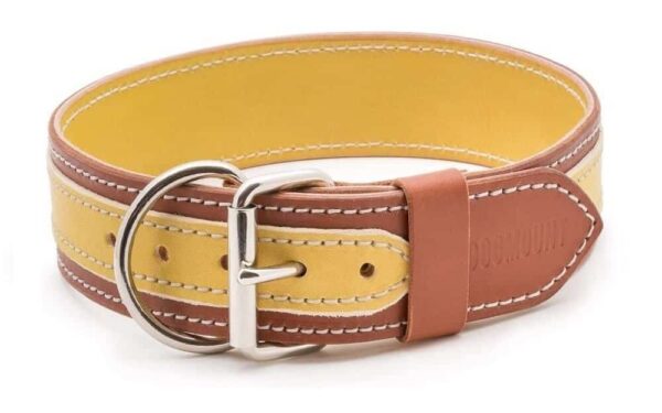 yellow light brown dog collar
