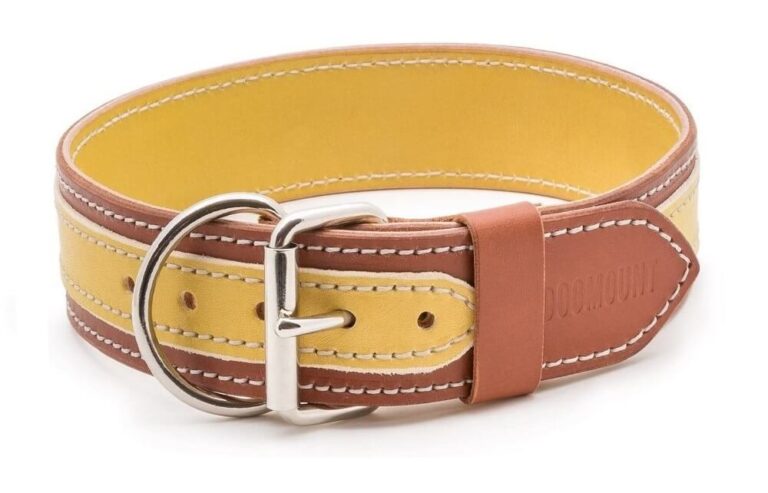 yellow light brown dog collar