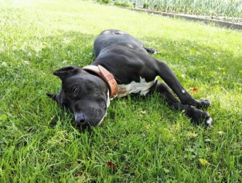 Natural Leather Dog Collar Luce photo review