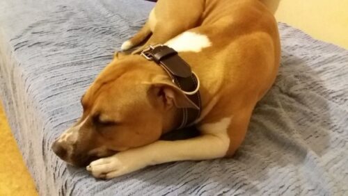 Leather Slip Collar Primova photo review