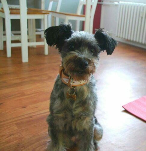 Luxury Dog Collar Biange photo review