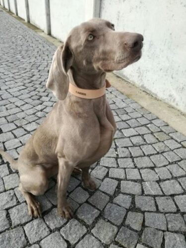 Natural Leather Dog Collar Luce photo review