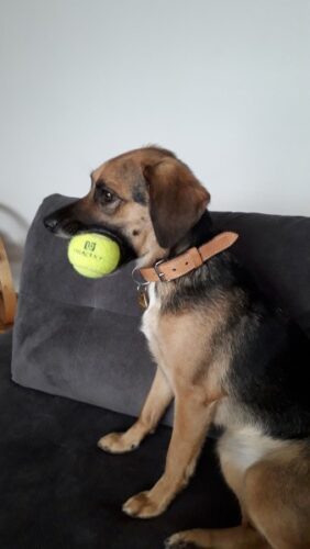 Natural Leather Dog Collar Luce photo review