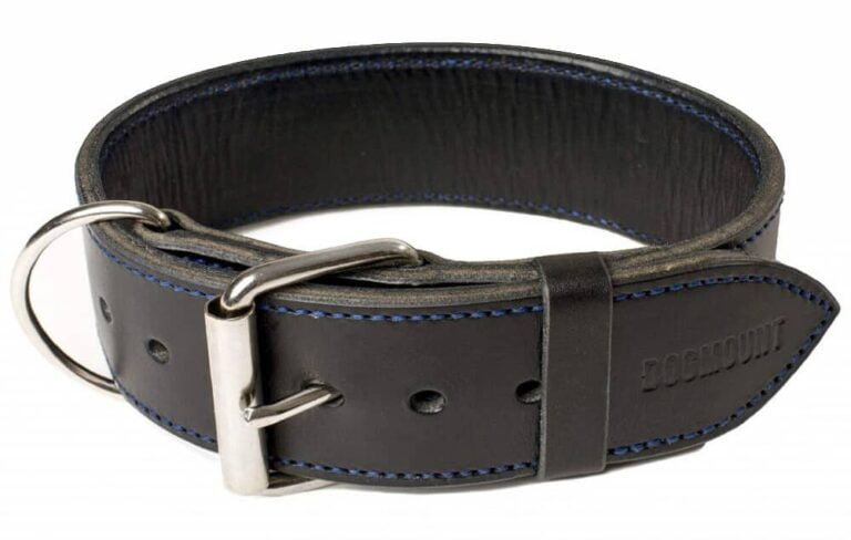 black leather dog collar