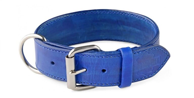 Oceanic Blue Dog Collar
