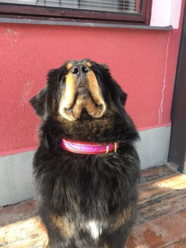 Dog Collar Rosnero photo review