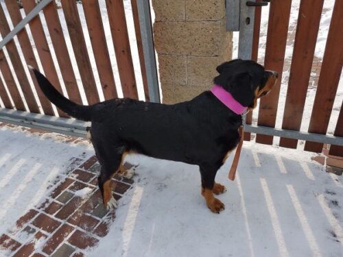 Pink Dog Collar Rosio photo review