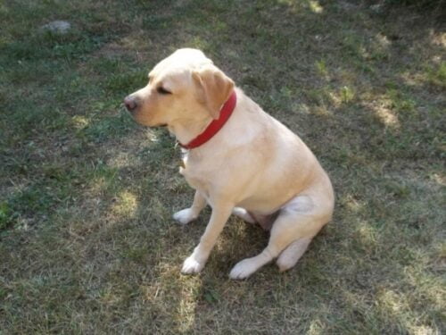 Red Leather Dog Collar Roso photo review