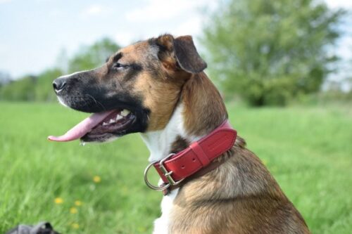 Red Leather Dog Collar Roso photo review