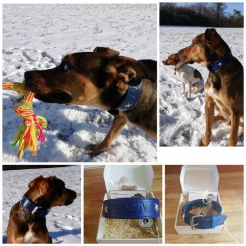 Oceanic Blue Dog Collar photo review