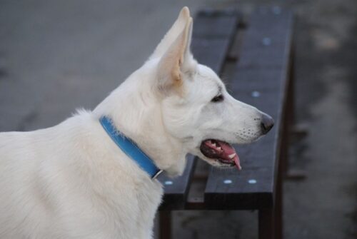Blue Leather Dog Collar Ciana photo review