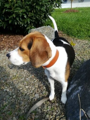 Brown Leather Dog Collar Brastro photo review