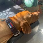 Dog Choke Collar & Leather Martingale Collar photo review