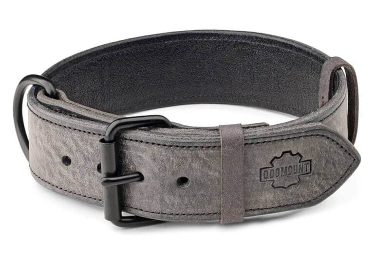 grey leather dog collar