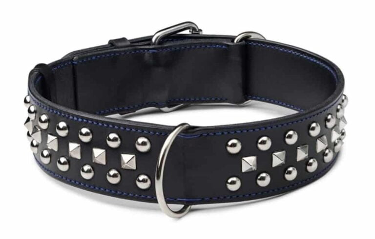 Decorated Leather Dog Collar