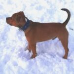 Oceanic Blue Dog Collar photo review