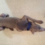 Oceanic Blue Dog Collar photo review