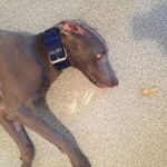 Oceanic Blue Dog Collar photo review