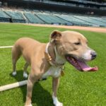 Luxury Dog Collar Biange photo review