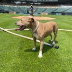 Luxury Dog Collar Biange photo review