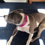 Pink Dog Collar Rosio photo review