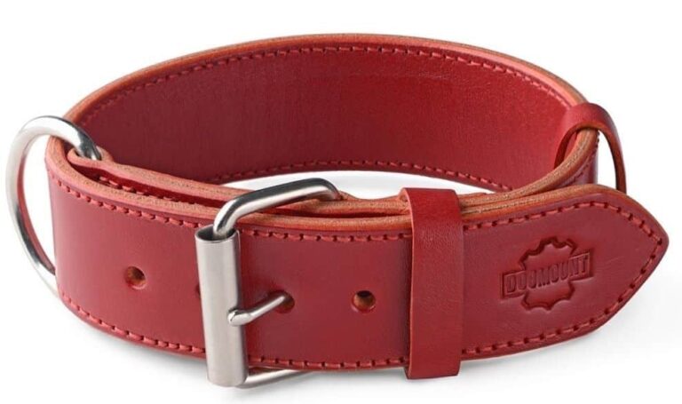 red leather dog collar