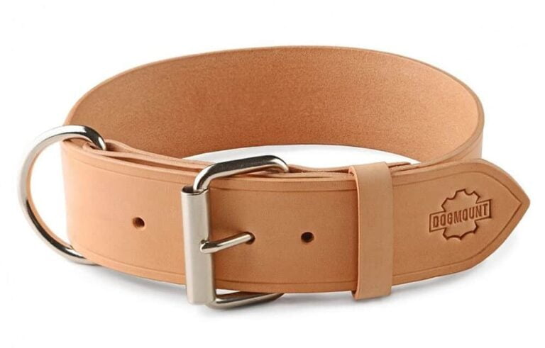 Riveted Leather Dog Collar