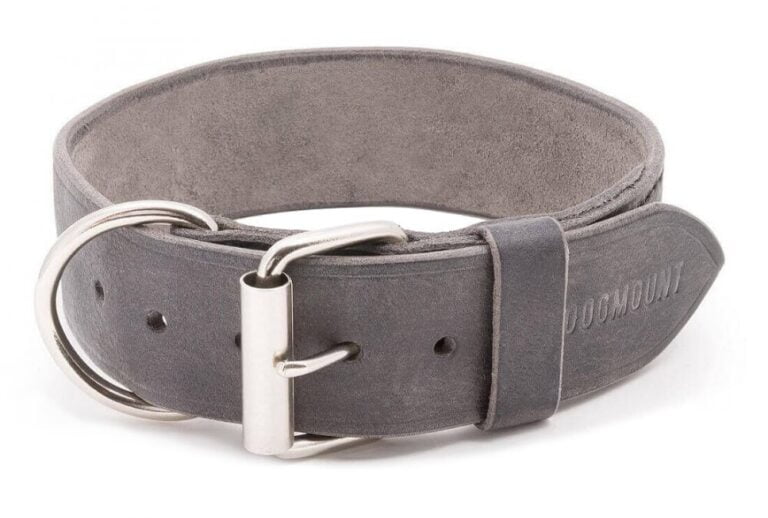 Gray Dog Collar Glauce