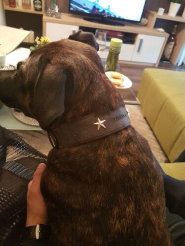 Gray Dog Collar Glauce photo review