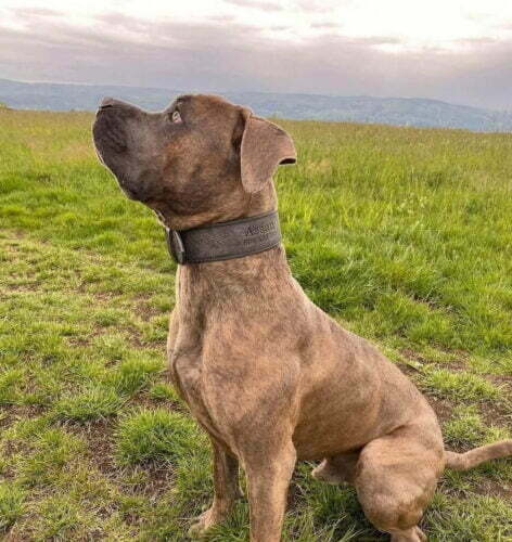 Gray Dog Collar Glauce photo review