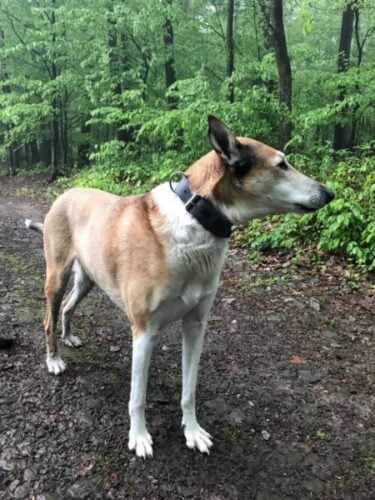 Gray Dog Collar Glauce photo review