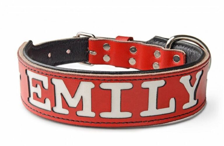 Swiss Dog Collar & 3″ Wide Collar